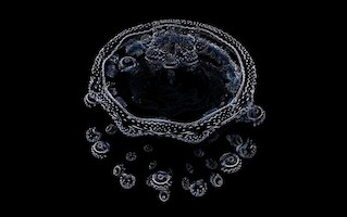 <i>Hypercomplex Mandelbulb fractals III</i>, Softology's Visions of Chaos